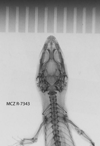 Media type: image;   Herpetology R-7343